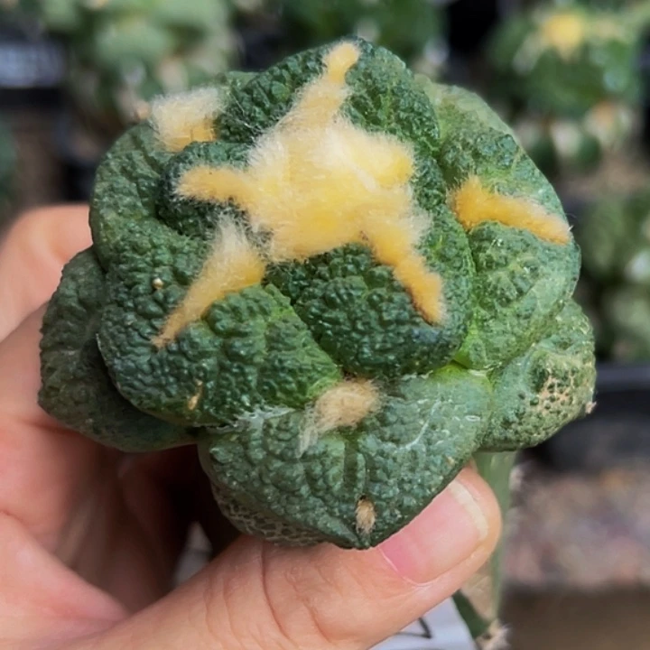 无花朵大尤连山牡丹676