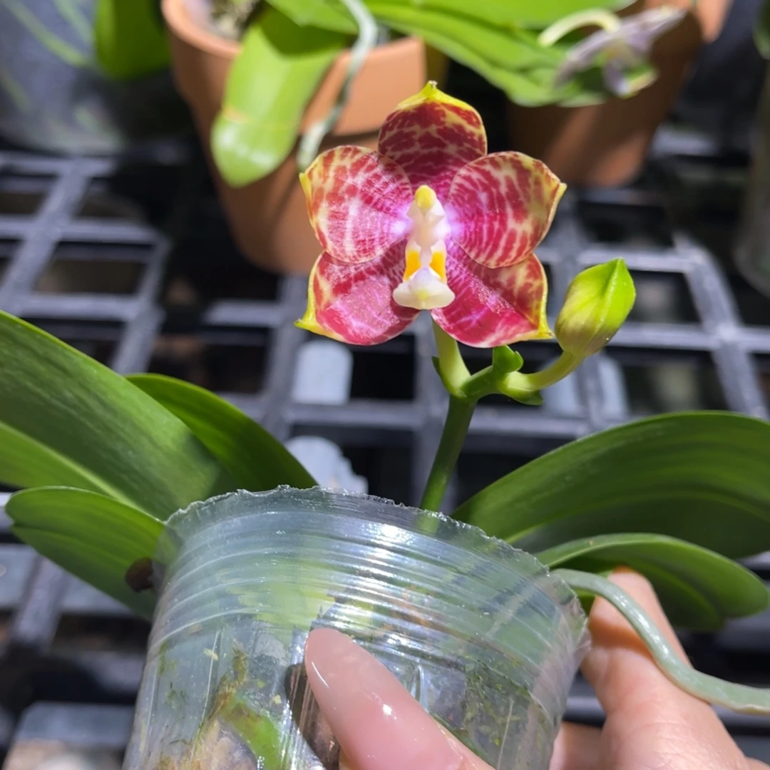 完全开放弥陀白虎交金虎
