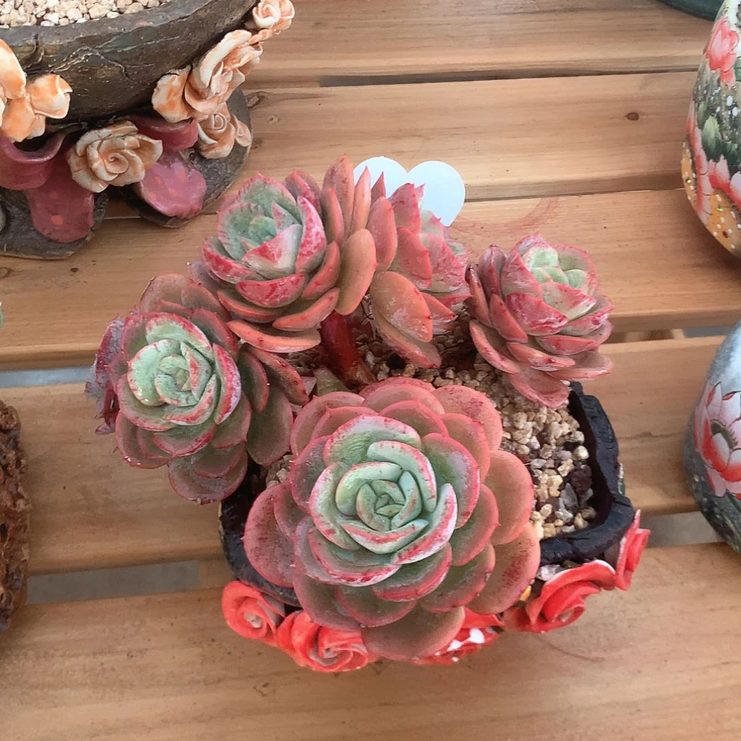 多肉植物一物一拍瑶池