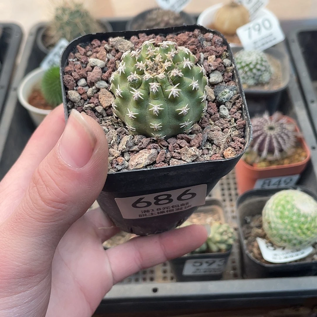 686七巧柱（满18包邮）