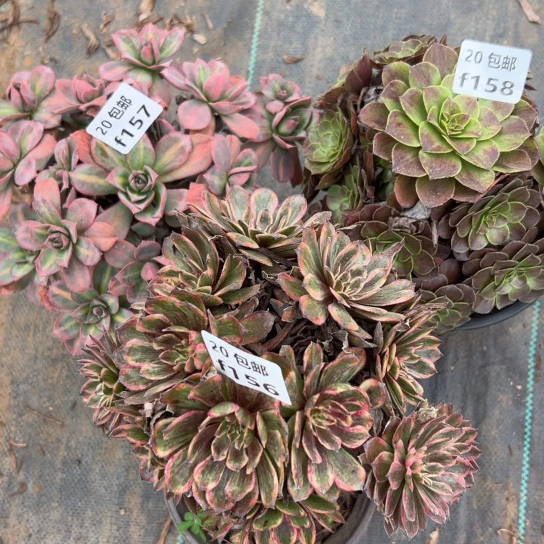 3颗组合，多肉法师