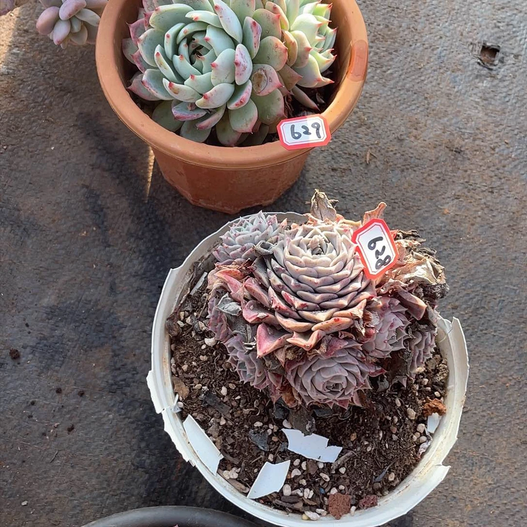 628-629两颗一物一拍多肉