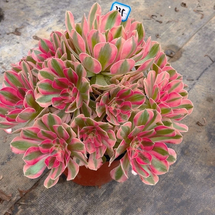 无花朵335粉女巫多肉法师