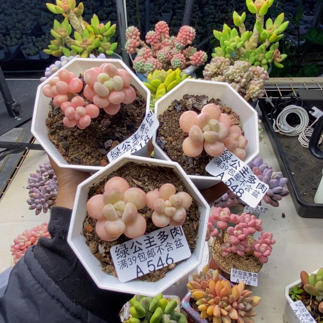 丁****ᰔ共三颗548。 546萤火虫518鱼子酱