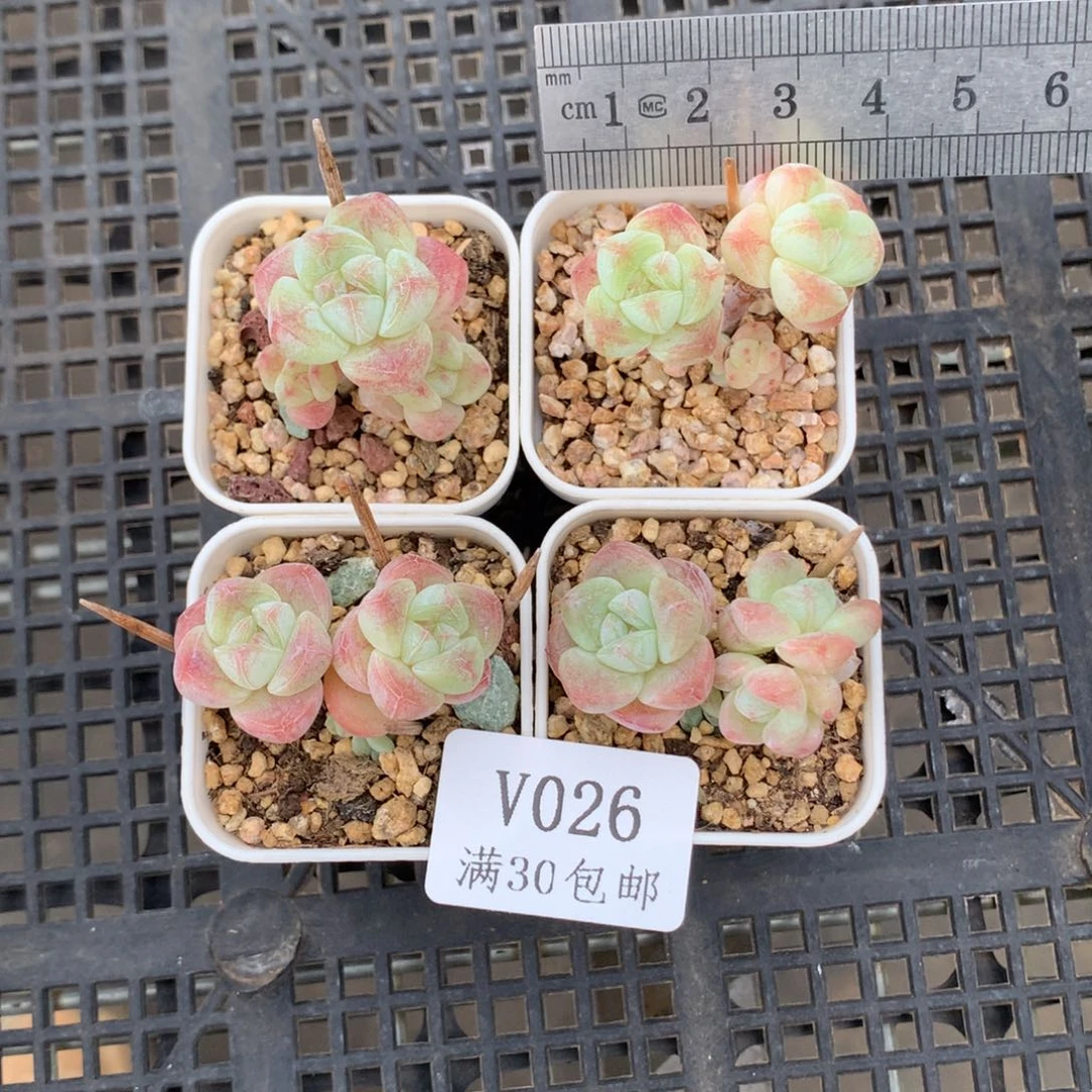 静***.26。小脸长腿小冰玉。