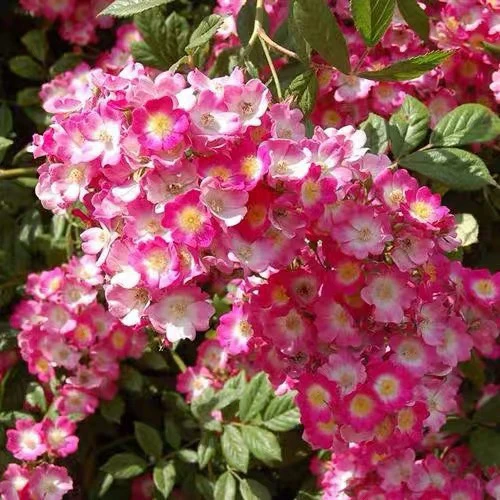 遮阳伞月季花苗花量大 藤本月季垂吊成花庭院阳台花卉