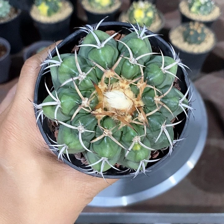 落***员圆盘玉实生脱土发货