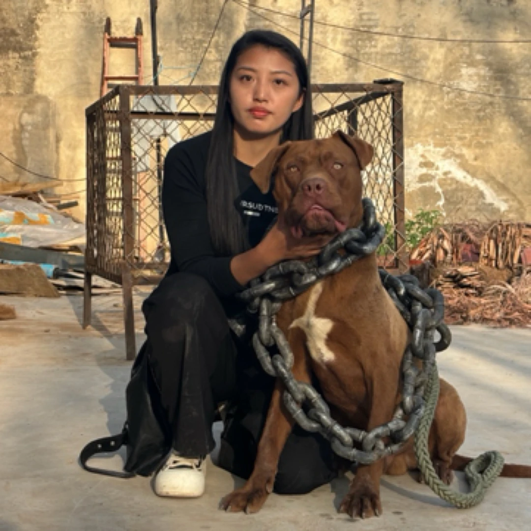 比特犬定制网红同款狗链仿真粗链子