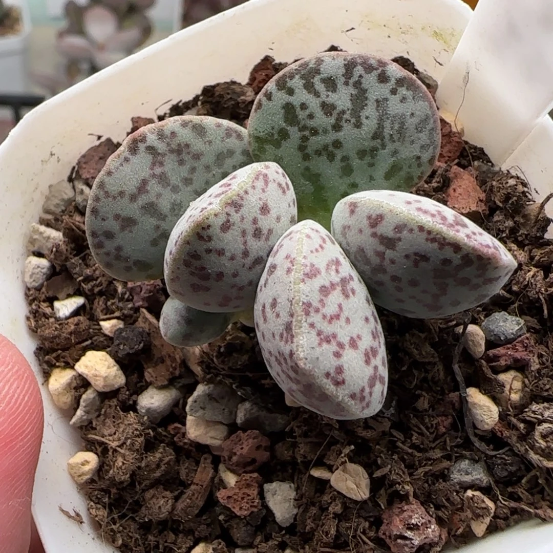花蛋水泡多肉植物