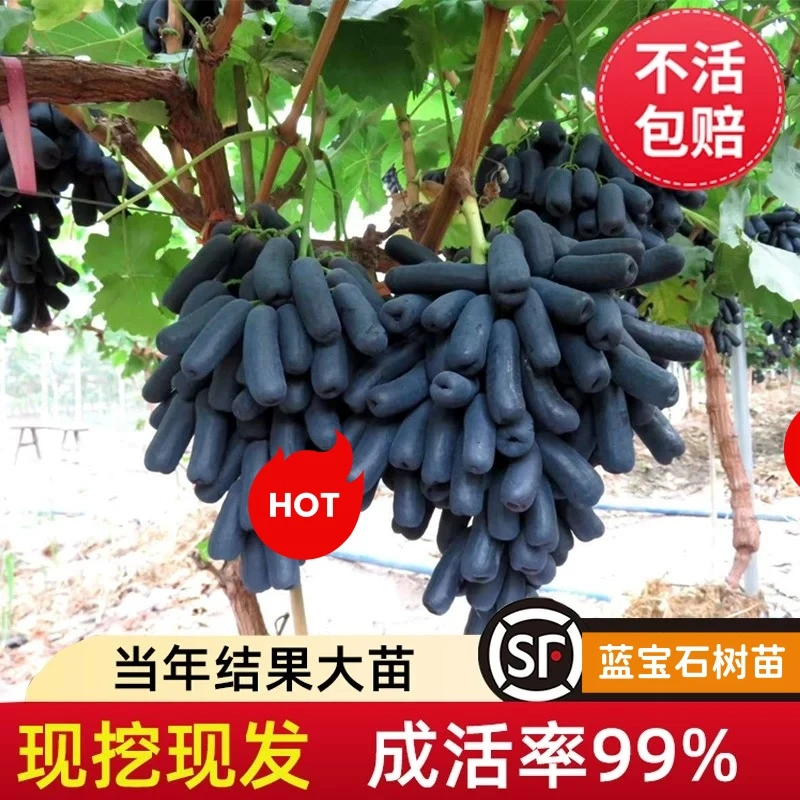 【蓝宝石葡萄树苗】葡萄苗盆栽地栽庭院四季果树苗当年结果