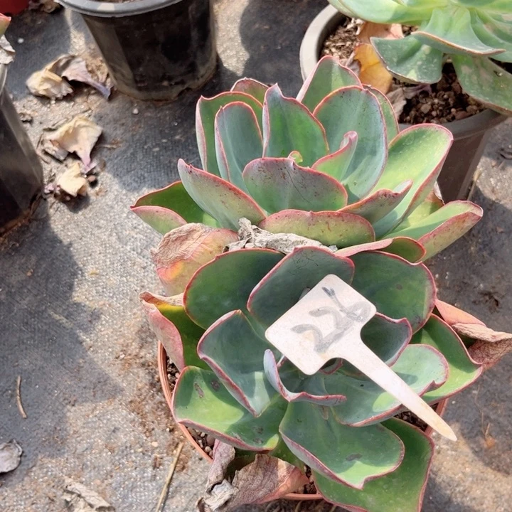 晨语多肉一1物一拍226