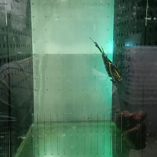 海水鱼菜花法仙 14+