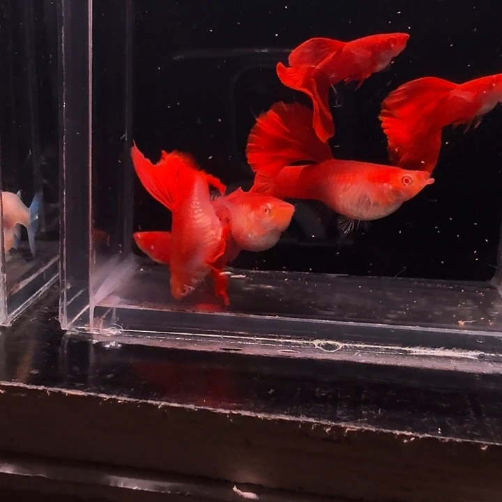 *****孔雀鱼极品血红三公俩母