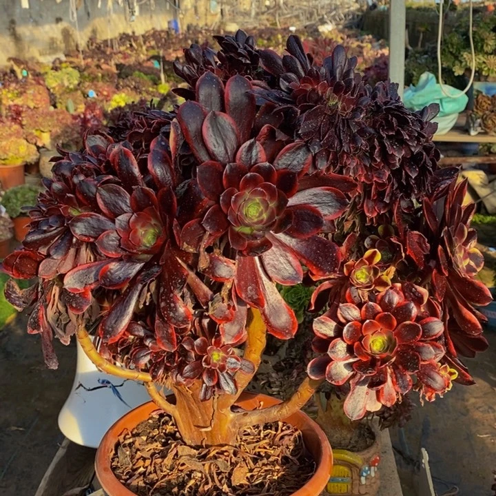 欧嘉莉缀化多肉1颗