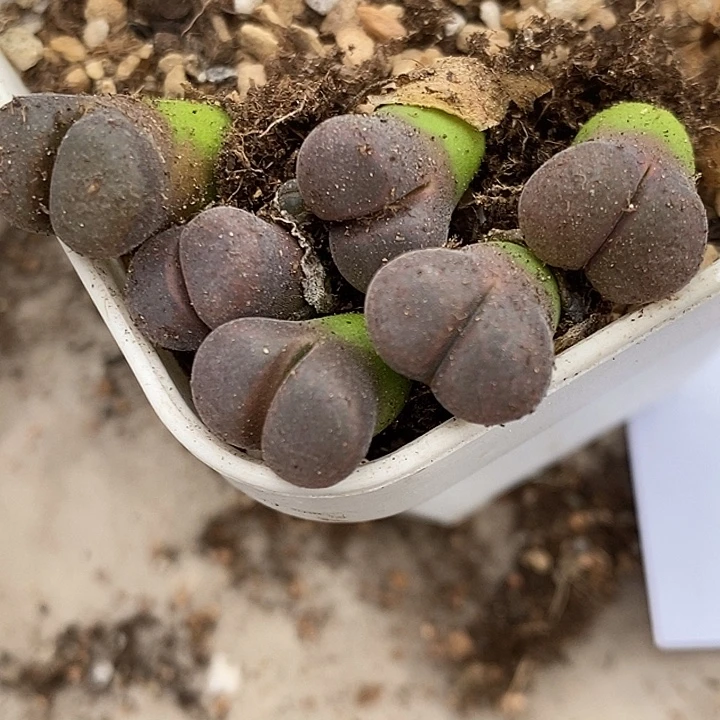 10108黑玫瑰一组。