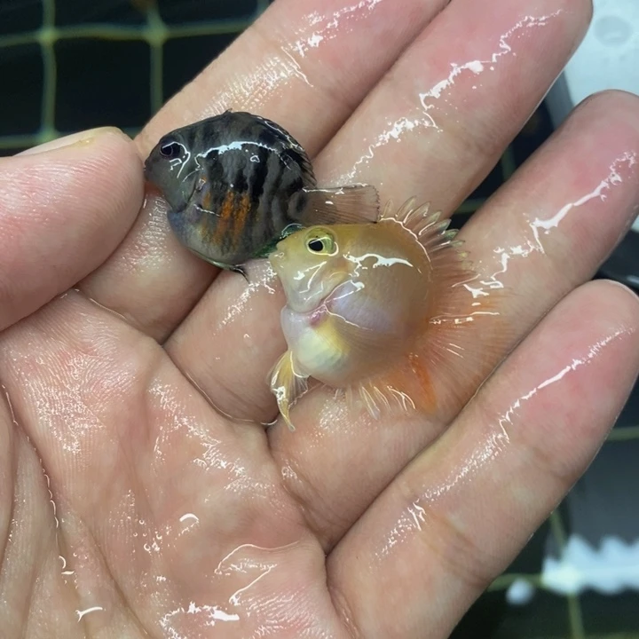 鹦鹉鱼胭脂粉配胭脂粉