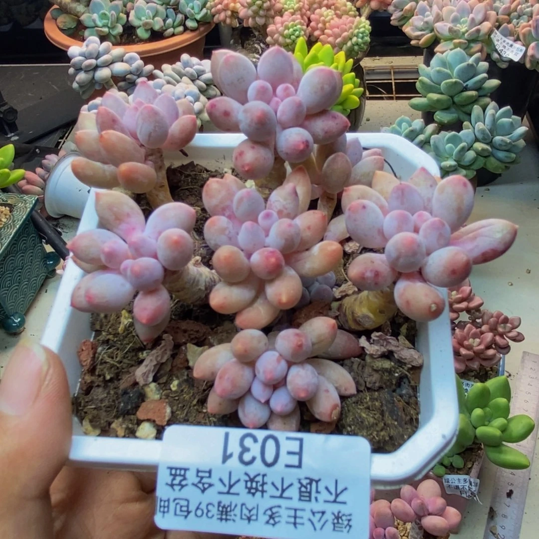 031婴儿手指多肉7c m m