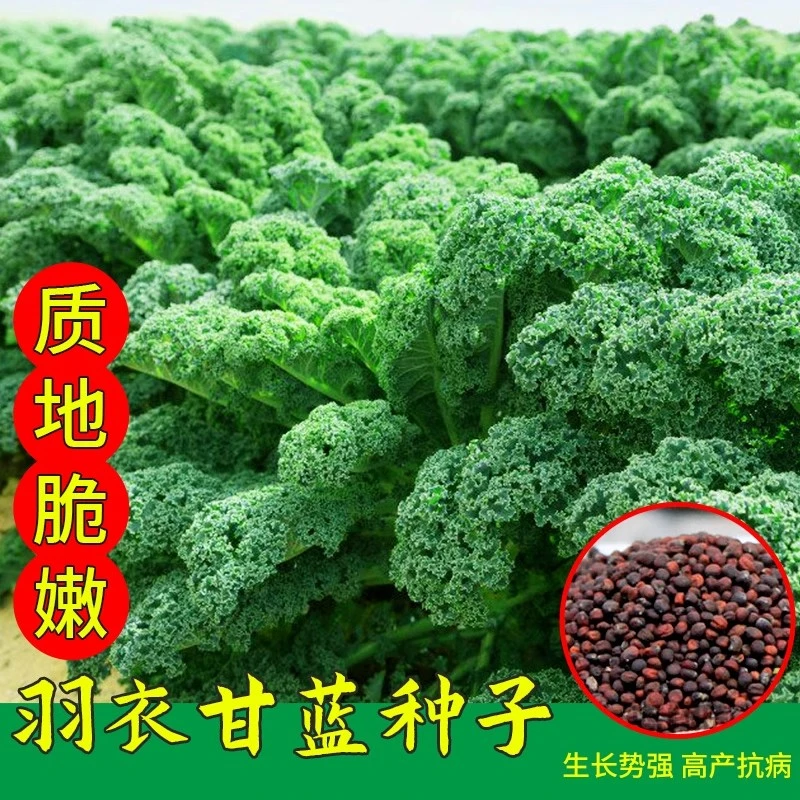 【羽衣甘蓝种子】家庭小院阳台抗寒耐冻四季盆栽地栽可食用