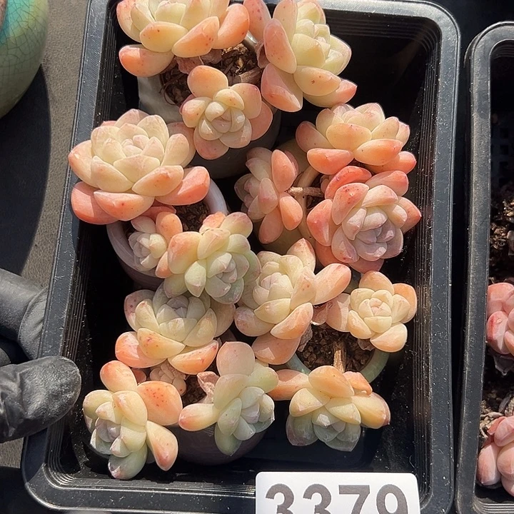 3379，五个三头飘枝冰玉带盆发