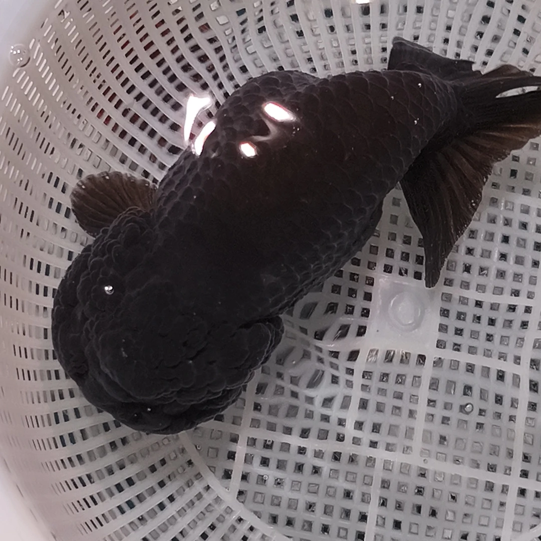 没拍包装或者私拍不发（不包运损：掉磷开叉充血受伤等，介意勿拍）