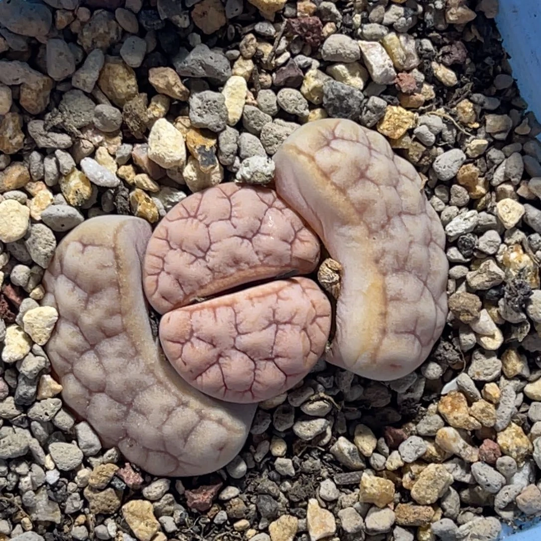 8138睫毛铁189一颗