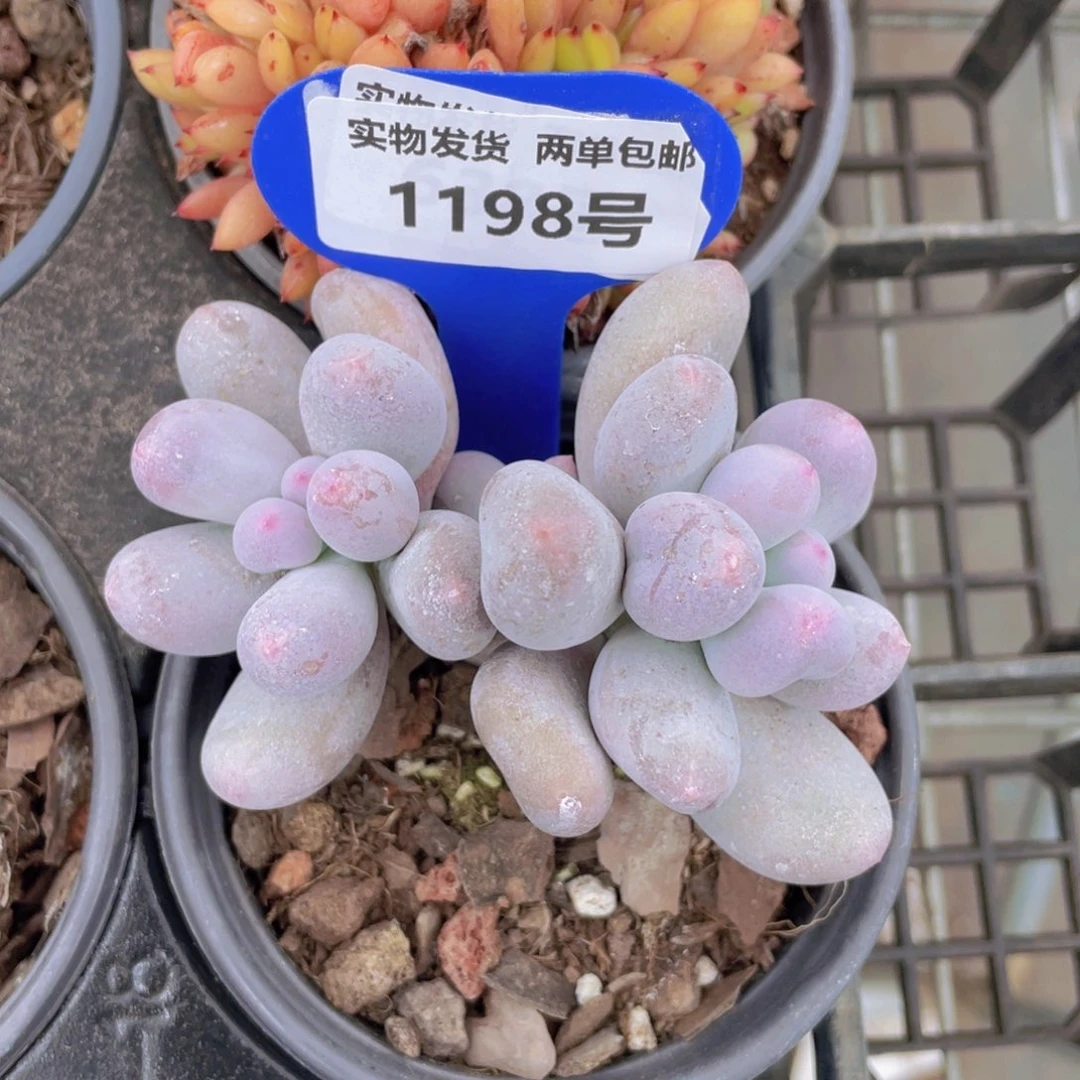 1198号 米可奶双头一个