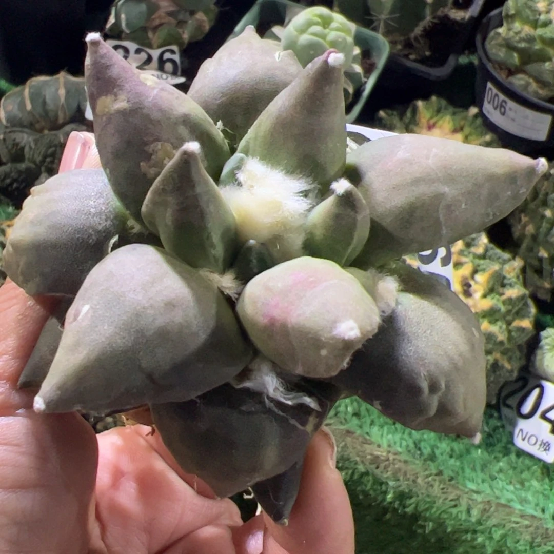 落地青瓷牡丹萝卜根990