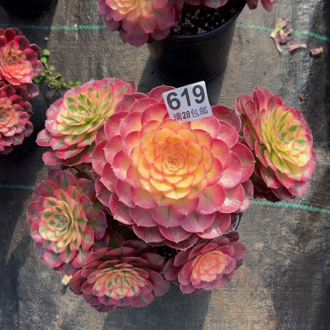 多肉植物619荔枝