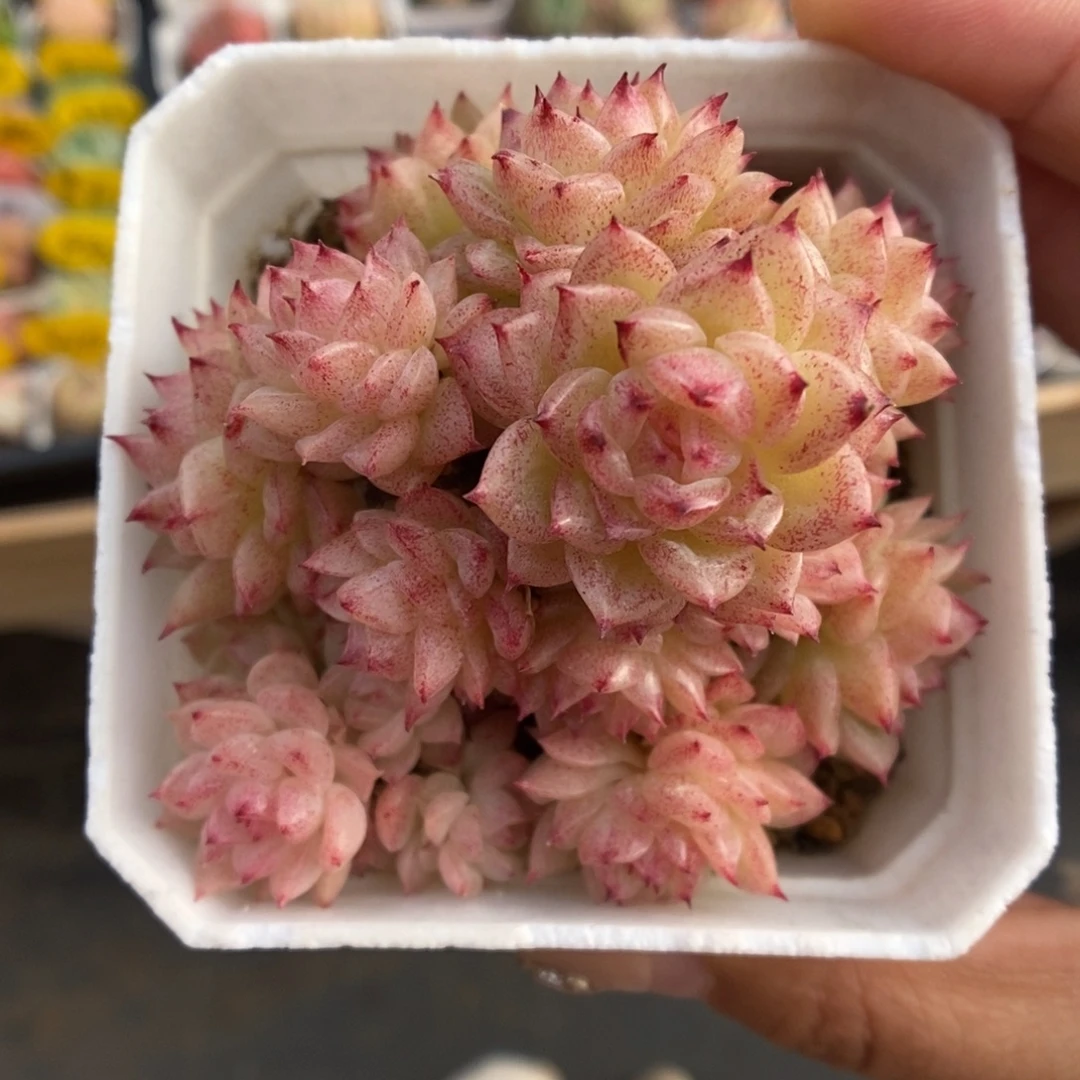 油透麦秆588号。