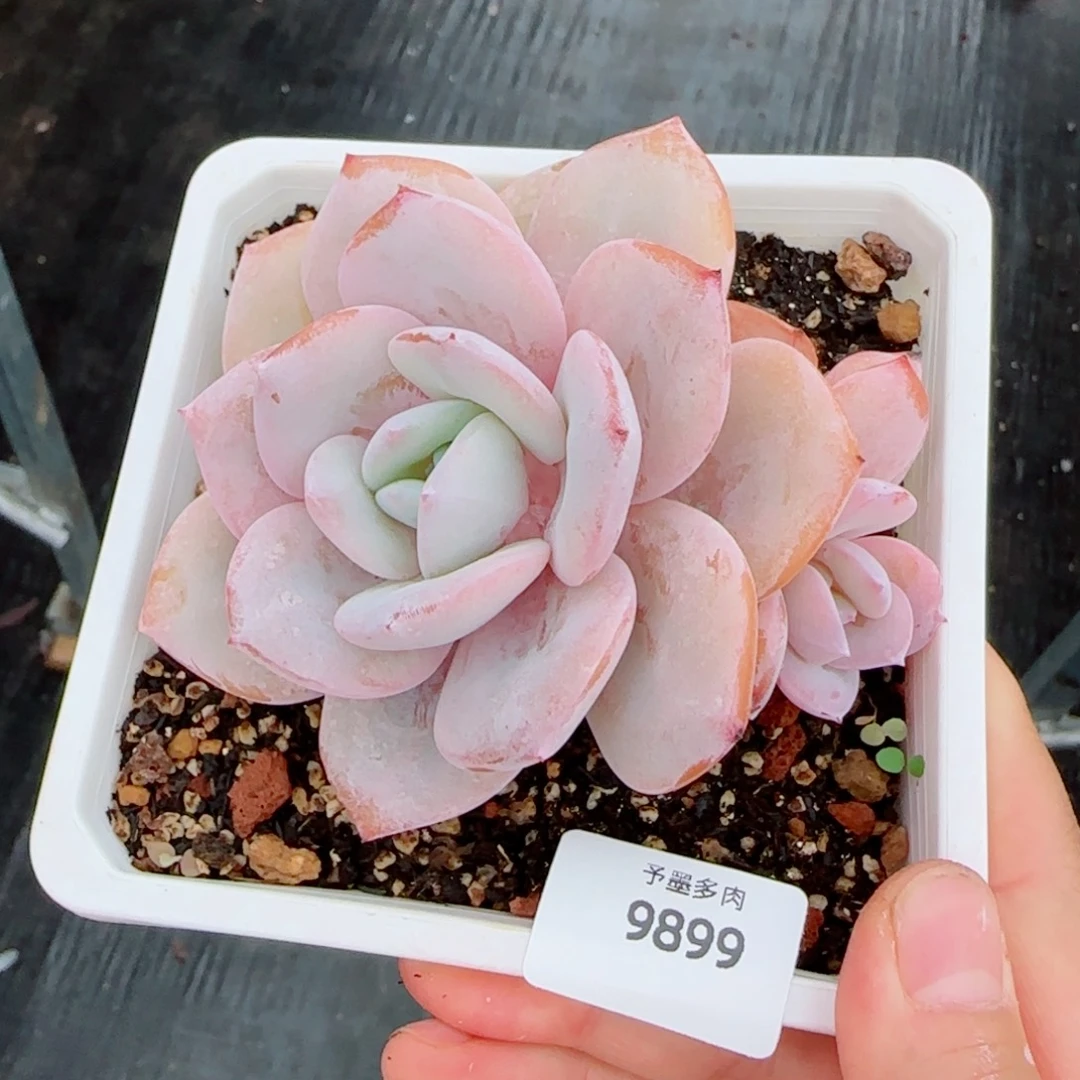 奶茶无砍，9899多肉植物