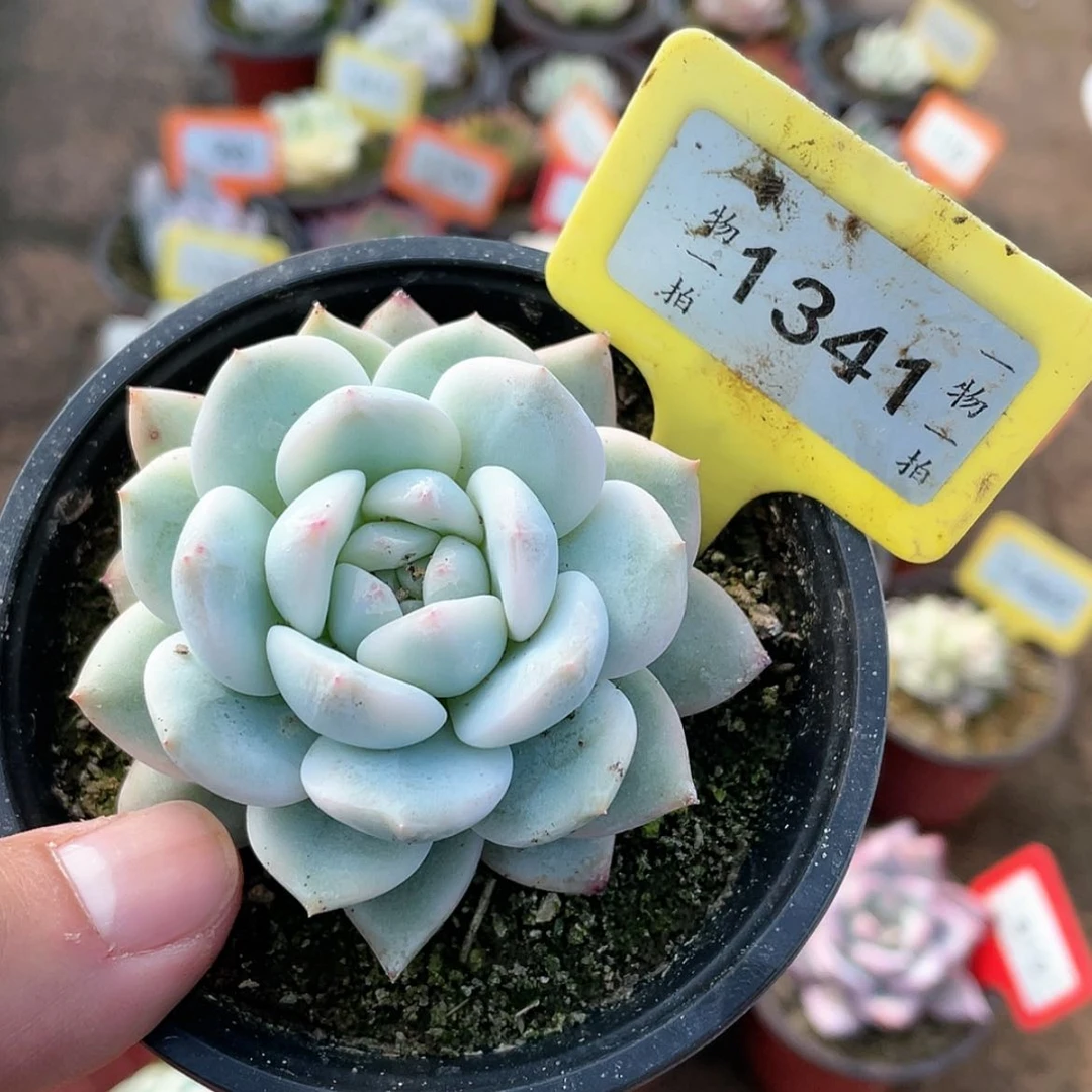 【闪购商品】1341号