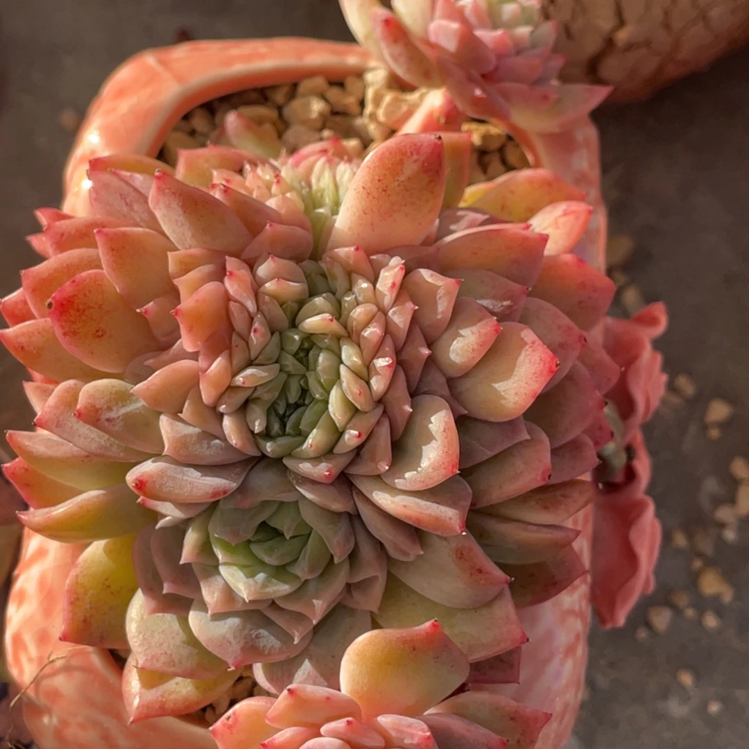 冰魄缀化带龙头龙尾15公分