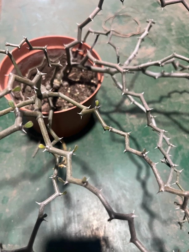 满18包邮 （弯曲龙）大