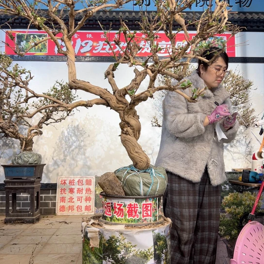 无花朵金银花88888