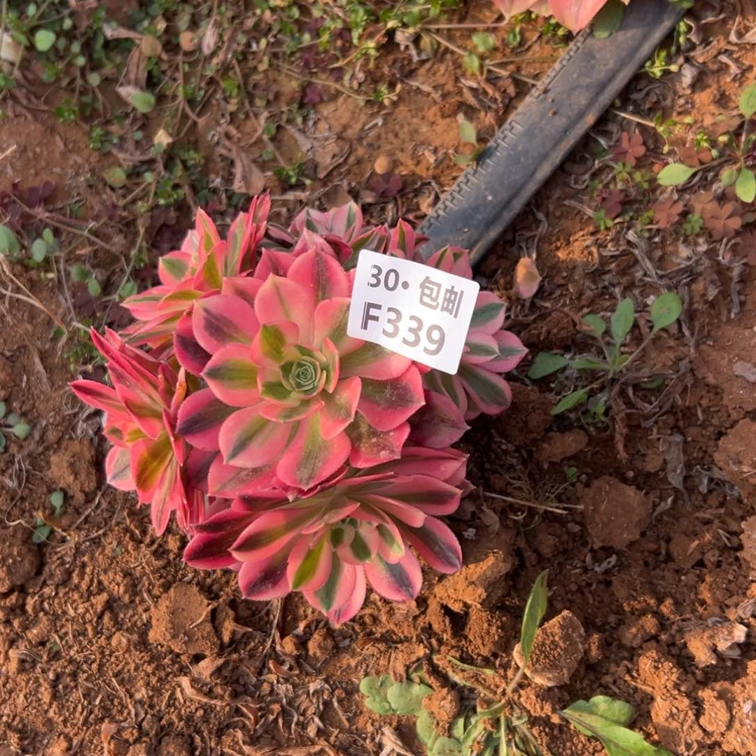 小*339女巫多肉法师