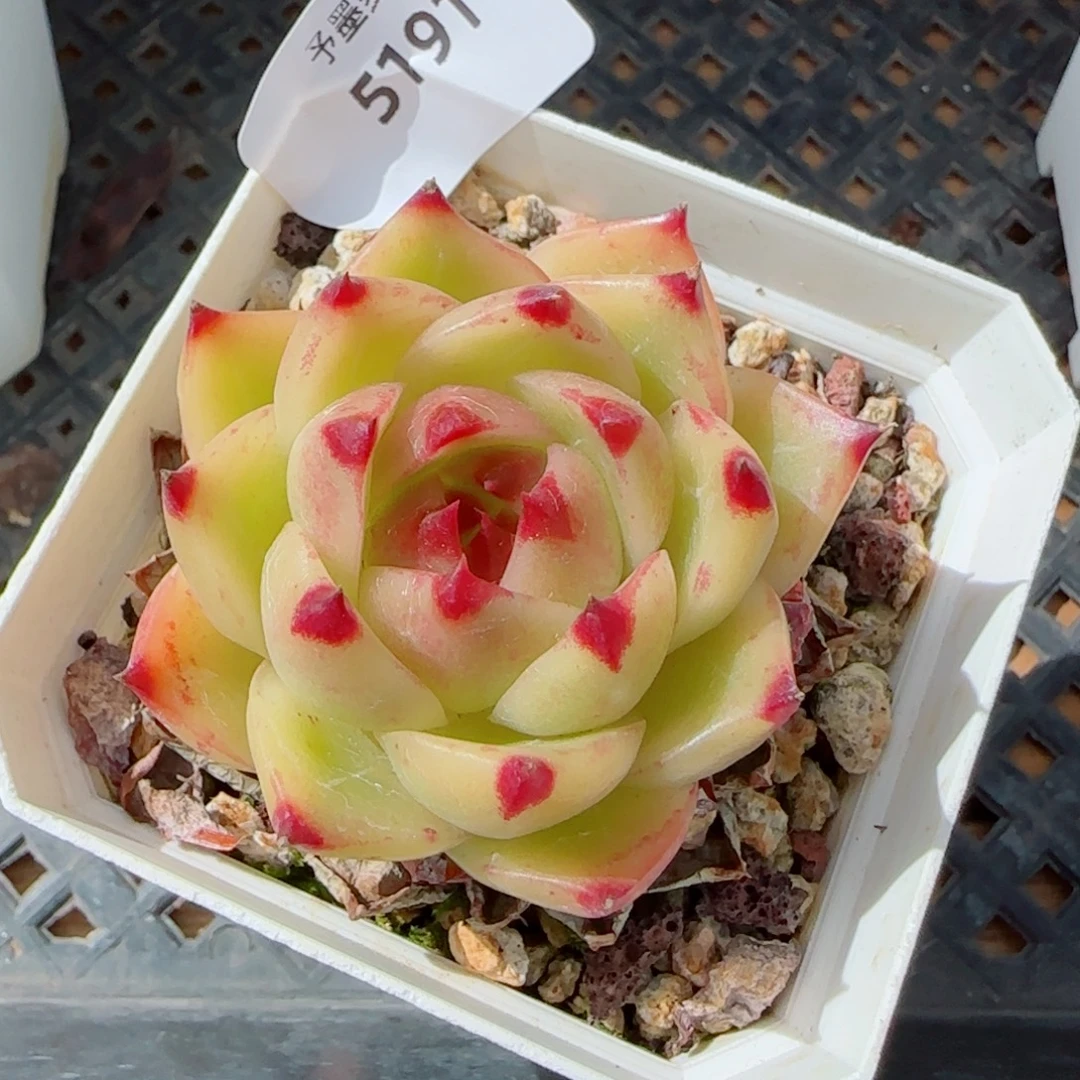 蓝龙，5191多肉植物