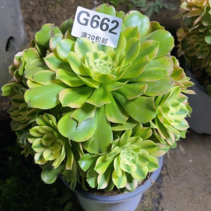 瑞妈多肉1.29.662