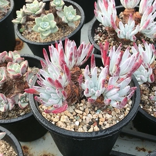 原种棒耶仙女棒杯