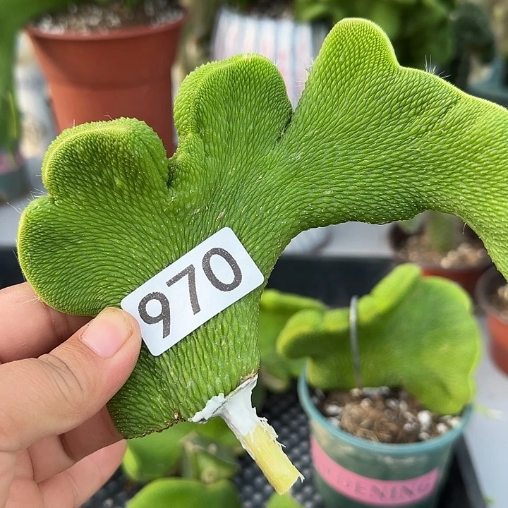 捣***鬼无花朵砍头青蛇缀970