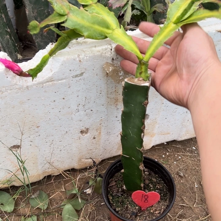用***5当前无花栽培后可以开花伊姿18
