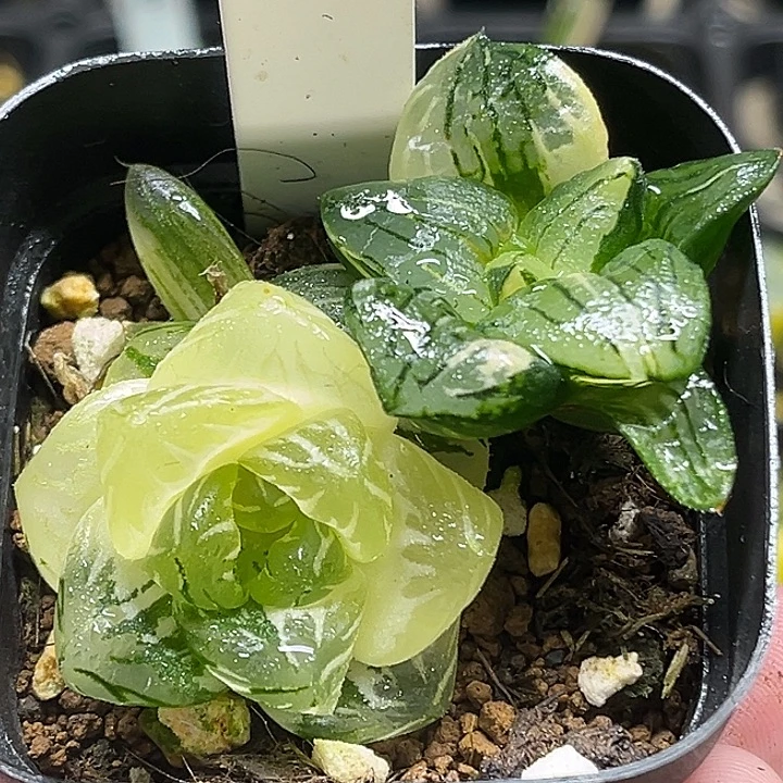 176红纹寿锦+龙鳞玉露锦