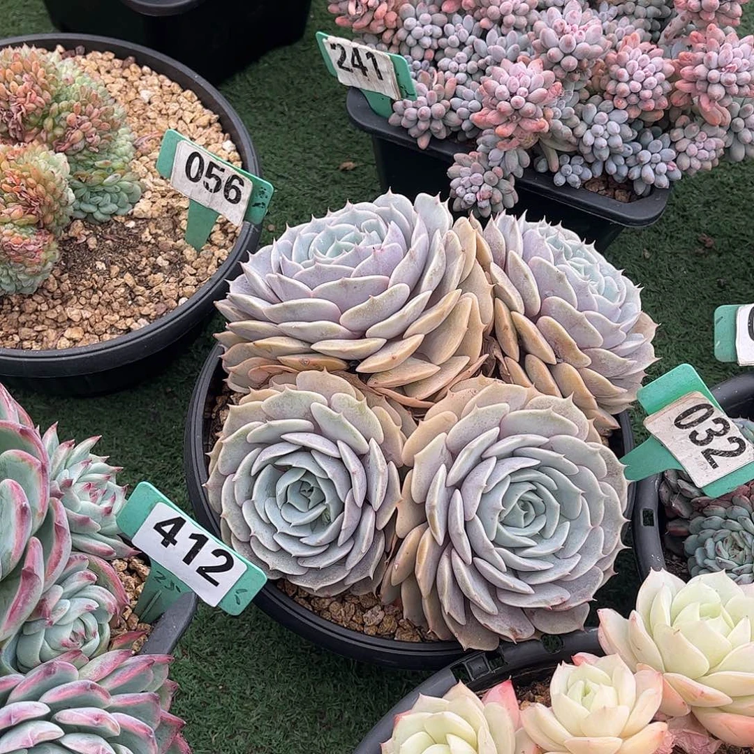 执****路娜连多肉植物保护032
