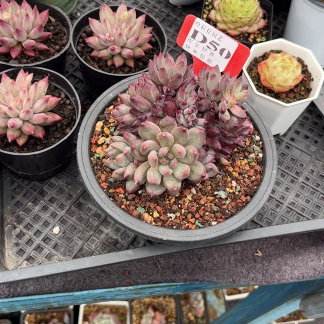 兮*多肉植物1111111