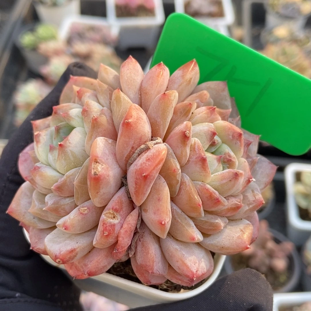 751粉魄多肉植物保护