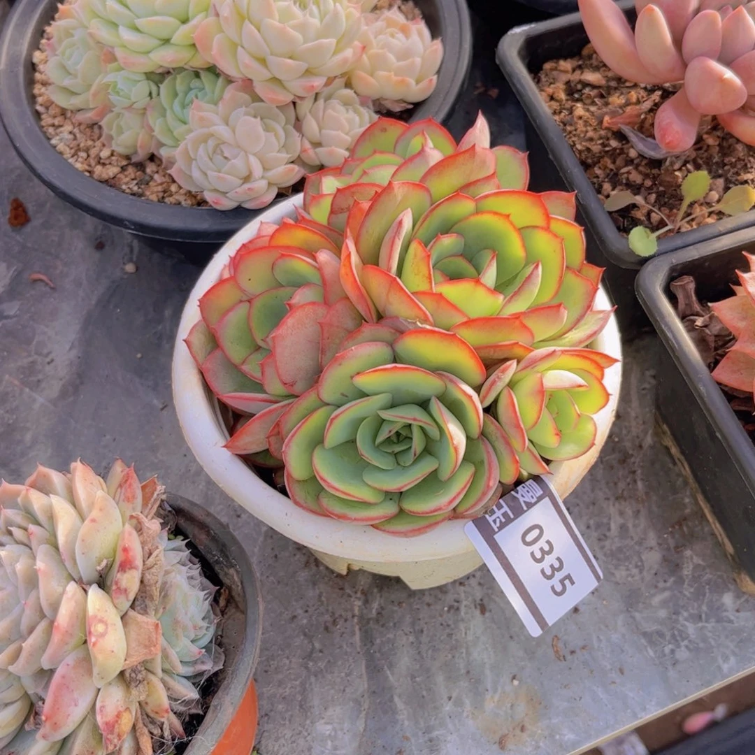 牡丹亭多肉植物0335