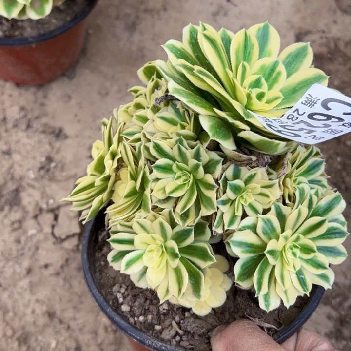 迈巴赫多肉植物法师6259