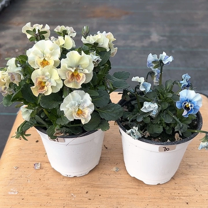 红陶抖音直播闪拍69-70