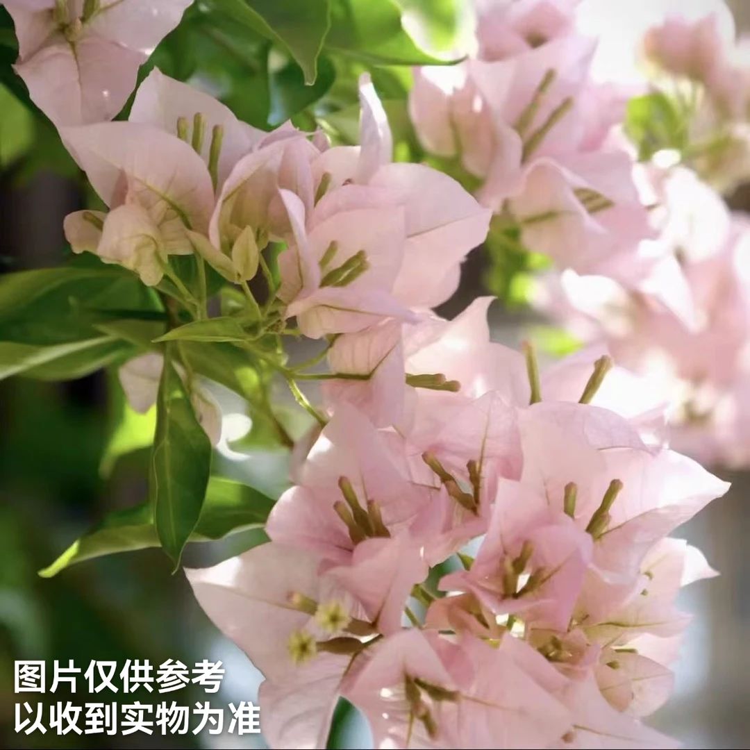 【粉天使】三角梅四季开花勤花品种阳台基地直发