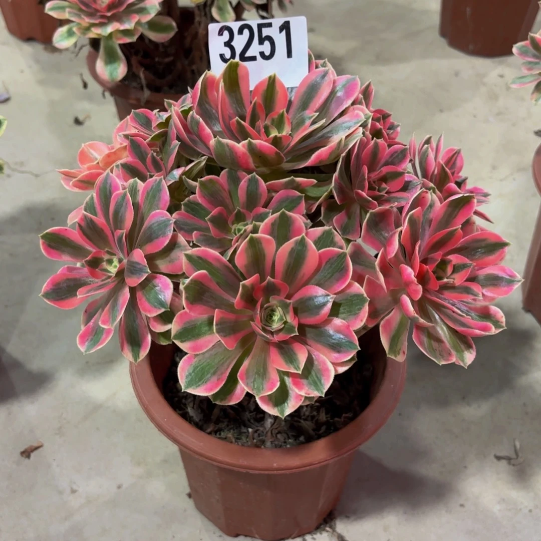 无花朵3251女妖1111111