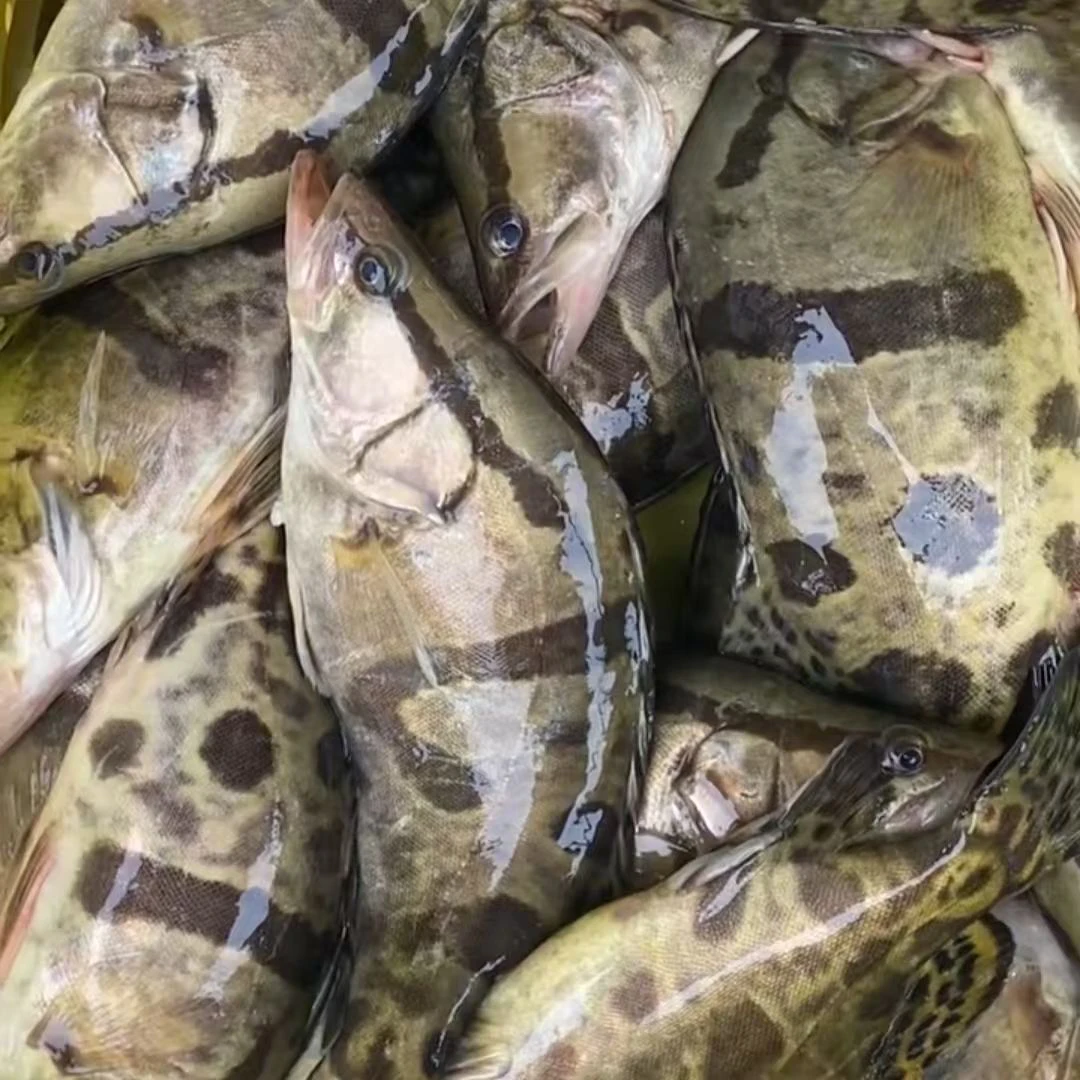 （10斤顺丰包邮）4-5条 东北冷水野生鱼